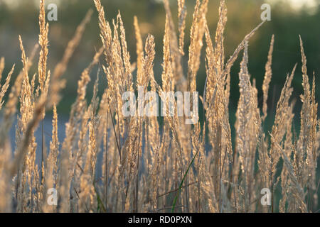 Schilf in die Sonnenstrahlen Stockfoto