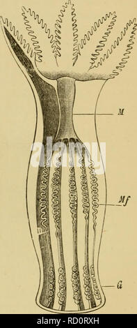 . Elementare Lehrbuch der Zoologie, Allgemeiner Teil und Besonderer Teil: Protozoen, insecta. Tiere. Abb. 42.- Stylonychia mytilua (nach Stein) aus dem ventralen Oberfläche gesehen; WZ, adoral Zone der Zilien; C, kontraktile Vakuole; N, Nucleus;^' juucle - Olus (paranucleus); ein, Anus.. Abb. 43.- Lougitudinal Abschnitt durch den Körper eines Anthozooid (Octactinia). M, magenschwäche Rohr mit dem Mund öffnen - ing ia im Zentrum der Feder-wie Tenta - Cles, MF-, Mesenterial falten; G, Genitalien. Unter den Tieren mit zellulären Differenzierung {3 Ieiazoa), den inneren Hohlraum des Körpers in der Ccelenterata (Mo Stockfoto