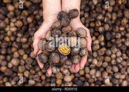 Alte Dame halten frisch gepflückte Walnüsse. Ernährung gesunde Nüsse, gut für Herz Stockfoto