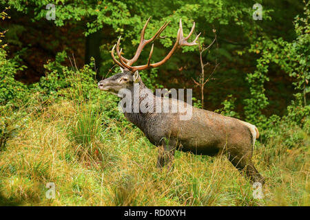 Red Deer (Cervus elaphus) auf einer Wiese in der Nähe des Waldes während der Brunft Stockfoto