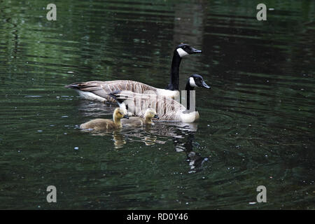 Ein paar der Kanada Gänse auf einem See mit zwei gänschen Stockfoto