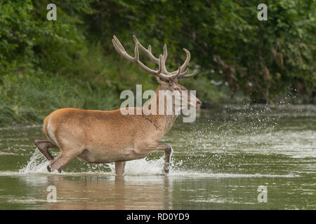 Red Deer (Cervus elaphus) Rothirsch im Wasser. Bieszczady-gebirge. Polen Stockfoto