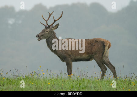 Red Deer (Cervus elaphus) auf einer Wiese in der Nähe des Waldes während der Brunft Stockfoto