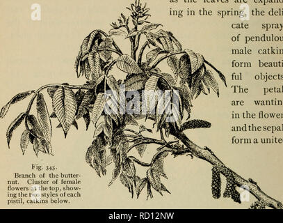 . Elementare Botanik. Botanik. 264 DICOTYLEDONS. Einige Gemeinden eine bequemere Art zu studieren. Aber für die allgemeine Beschreibung hier die rote oaJ&lt; den Zweck dienen. Nur JIT-t als die Blätter sind erweitern - ing im Frühjahr, das Deli - cate Sprays der hängend männliche Kätzchen Form wunder-schön Objekte. Die Blütenblätter sind, die in der Blume, und die kelchblätter bilden ein United * ig-343-Zweig der Butter - Mutter. Cluster von weiblichen Blüten an der Spitze, show-ing die beiden Stile der einzelnen Stempel, Palmkätzchen unten. Kelch, mit mehreren Lappen, das heißt, die Teile der Kelch kohärent sind. In der männlichen Blüten die Stockfoto