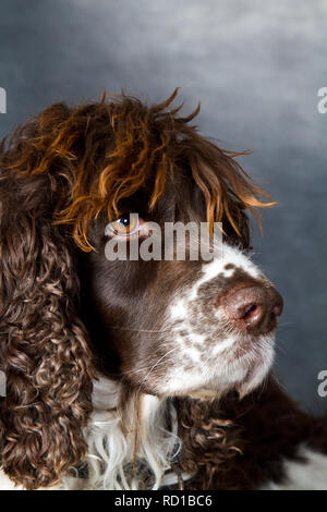 Hund erschossen Innen im Studio Stockfoto