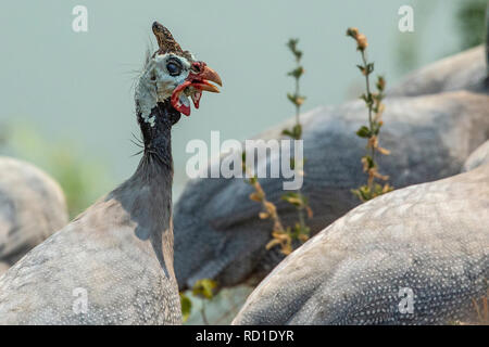 Eine behelmte Perlhuhn - Lavendel - (Numida meleagris) Stockfoto