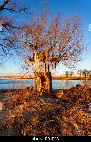 Alte Weide über den Pasłęka Fluss, Frische Haff, Polen Stockfoto