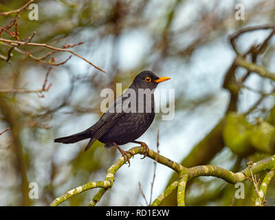 Männliche Amsel Turdus merula in Hecke Stockfoto