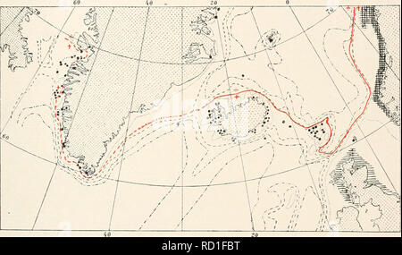 . Die dänische Ingolf-Expedition. Wissenschaftliche Expeditionen; Arktischen Ozean. HVIIROIDA II 181 in Folge traf in der Davis Strait, die damit bewiesen ist, jedenfalls zum Teil in der Boundary Waters der borealen Zone. Doch die Arten dringen nur ganz ausnahmsweise in die West Green-land Fjord, die als rein Arktis angesehen werden, was zum Teil auf die Vermischung der Schmelzwasser von den Gletschern und teilweise auf den Norden - Zweig der Ostgrönland Polar Aktuelle, die Cape Farewell rund und läuft in einiger Entfernung von der Küste Hier finden wir noch Dynamena p Stockfoto