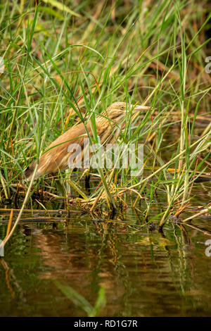 Squacco Heron (Ardeola ralloides) im Schilf des Chobe Fluss. Stockfoto