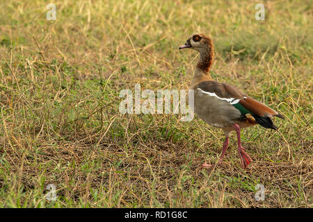 Nilgans (Alopochen Aegyptiaca) zu Fuß an Land, das Auge und die Füße. Stockfoto