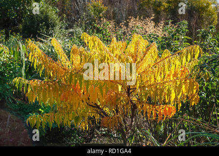 Rhus typhina 'Tiger Eyes' - Hirsch-Horn Sumach, mit Herbstfarben-Blättern Stockfoto
