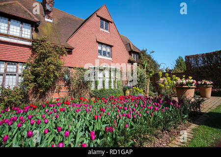 Tulpen Tulipa 'rote Mischung' (Parkers Glühbirnen) vor dem Haus in East Ruston Old Vicarage Gardens Stockfoto