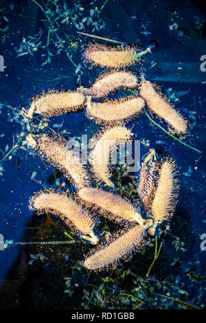 Salix caprea - Ziegenweiden-Kätzchen, die im Teich schwimmen Stockfoto