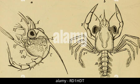 . Elementare Lehrbuch der Zoologie, Allgemeiner Teil und Besonderer Teil: Protozoen, insecta. Tiere. 4 G 8 CEUSTACEA. der Schlitze vorhanden ist. Die facettierten Augen sind von beträchtlicher Größe, sind aber nicht verfolgt. Zwischen den facettierten Augen gibt zusätzlich eine ungepaarte einfache Auge ist, die Entomostracan Auge. Die Zocea larvse der short-tailed Decapoda (Krabben) sind in der Regel bewaffnet mit dornfortsätzen. Sie haben in der Regel eine frontale Wirbelsäule, einem langen, gebogenen Stachelstrahl, und zwei seitliche Dornfortsätzen der Cephalo - Brust- Schild. Die nv £ ea ist jedoch nicht immer die frühesten Larvenstadium. Pas Stockfoto