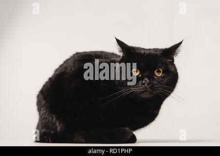 Schwarze Katze sitzt am Tisch auf grauem Hintergrund Stockfoto