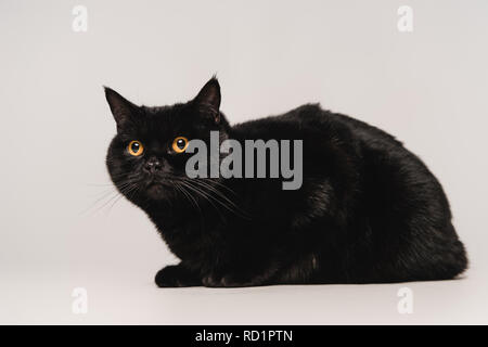 Flauschige schwarze Katze sitzt am Tisch isoliert auf Grau Stockfoto