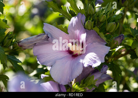 Farbe outdoor natürlichen Blumen in der Nähe von Rosa Lila Hibiskus Blüten auf einem grünen Busch, sonnigen Tag im Sommer oder Frühling Stockfoto