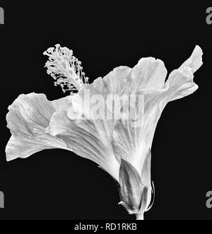 Florale hellen monochromen Makro Blume Bild der Rückseite eines isolierten blühenden öffnen Hibiskus Blüte mit detaillierten Textur auf schwarzem Hintergrund Stockfoto