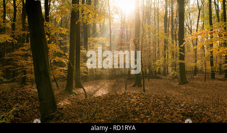 Sonnenlicht durch die Bäume, Enschede, Overijssel, Niederlande Stockfoto