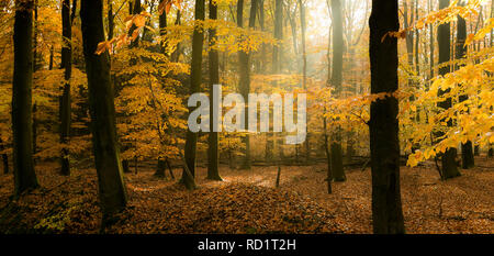 Sonnenlicht durch die Bäume, Enschede, Overijssel, Niederlande Stockfoto