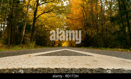 Straße durch einen Wald, Enschede, Overijssel, Niederlande Stockfoto