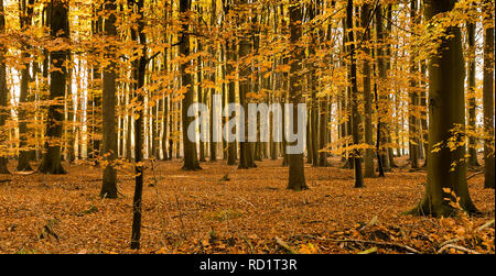 Herbst Wald, Enschede, Overijssel, Niederlande Stockfoto