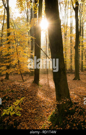 Sonnenlicht durch die Bäume, Enschede, Overijssel, Niederlande Stockfoto