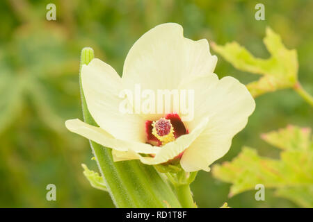 Roselle oder Hibiscus sabdariffa ist eine Pflanzenart aus der Gattung der Hibiskus in West Afrika. Stockfoto