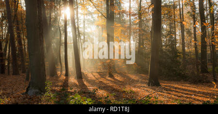 Sonnenlicht durch die Bäume, Enschede, Overijssel, Niederlande Stockfoto