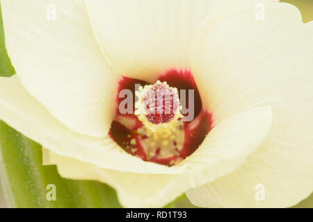 Roselle oder Hibiscus sabdariffa ist eine Pflanzenart aus der Gattung der Hibiskus in West Afrika. Stockfoto