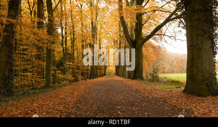 Straße durch einen Wald, Enschede, Overijssel, Niederlande Stockfoto