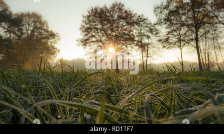 Frost und Tau auf dem Gras, Enschede, Overijssel, Niederlande Stockfoto