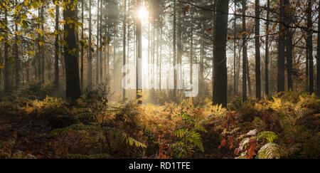 Sonnenlicht durch die Bäume, Enschede, Overijssel, Niederlande Stockfoto