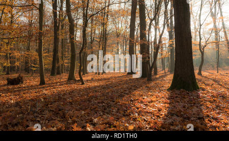 Herbst Wald, Enschede, Overijssel, Niederlande Stockfoto