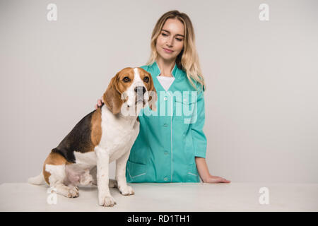 Weibliche Tierarzt in der Nähe von Beagle Hund auf grauem Hintergrund Stockfoto