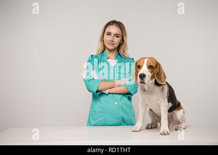 Weibliche Tierarzt stand mit verschränkten Armen in der Nähe von Beagle Hund auf grauem Hintergrund Stockfoto