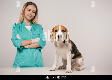 Attraktive Tierarzt mit verschränkten Armen in der Nähe von Beagle Hund auf grauem Hintergrund Stockfoto