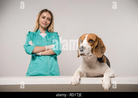 Selektiver Fokus von Beagle Hund in der Nähe von weiblichen Tierarzt mit verschränkten Armen auf grauem Hintergrund Stockfoto