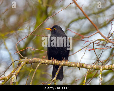 Männliche Amsel Turdus merula in Hecke Stockfoto