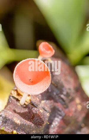 Cookeina ist eine Gattung der Schale Pilze in der Familie Sarcoscyphaceae, die in tropischen und subtropischen Regionen der Welt gefunden werden können. Stockfoto