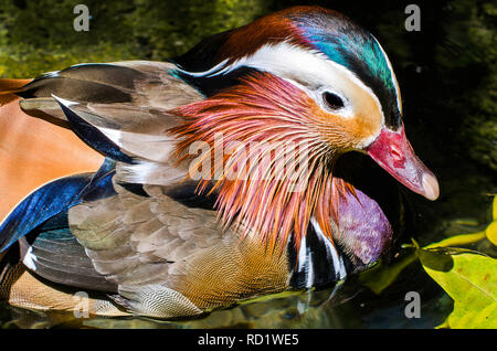 Nahaufnahme Porträt einer Mandarinente (Aix galericulata), Australien Stockfoto