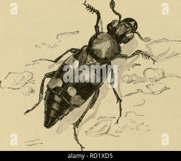 . Elementare Entomologie. Entomologie. Abb. 199. Wasser - scavenger Käfer [Ilydrophilits sp.), Larven, und besondere ei Masse auf Blatt (nach Brehm) Aas-Käfer (Silphidae). Wo immer ein totes Tier hat. Links ausgesetzt worden, die AAS-oder vergraben - Käfer gefunden Fütterung auf" Es werden. Die com-mon-AAS-Käfer der Gattung SilpJia sind einer breiten, ovale Form, viel abgeflacht, mit kleinen Köpfen, und Futter unter das Auto - Rion. Die begraben - Käfer {Xccropliorus) sind viel größer, von einem Zoll zu einem Zoll lang, mit dicken, Stout, der rechteckige Körper, und mit großen,,,,,, Köpfe. Die comm Stockfoto