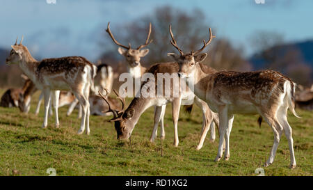 Rehe in der Abendsonne - Attingham Park an der Ilm Stockfoto