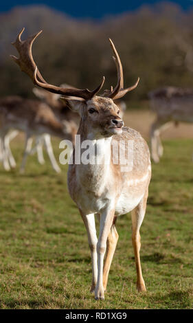 Rehe in der Abendsonne - Attingham Park an der Ilm Stockfoto