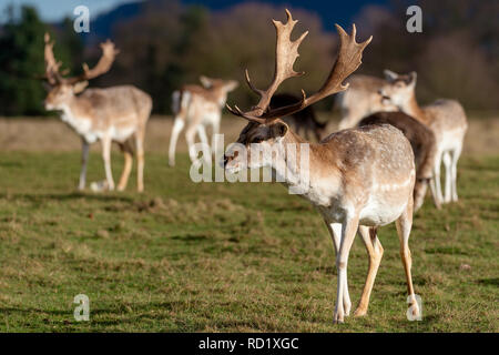 Rehe in der Abendsonne - Attingham Park an der Ilm Stockfoto