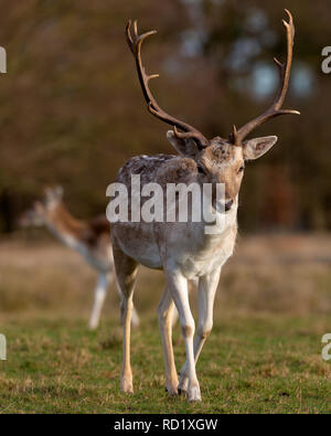 Rehe in der Abendsonne - Attingham Park an der Ilm Stockfoto