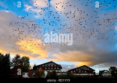 Starling Traum (Sturnus vulgaris) über den großen Pönitzer See in Schleswig - Holstein, Deutschland, Starenschwarm (Sturnus vulgaris) über dem großen Pönit Stockfoto