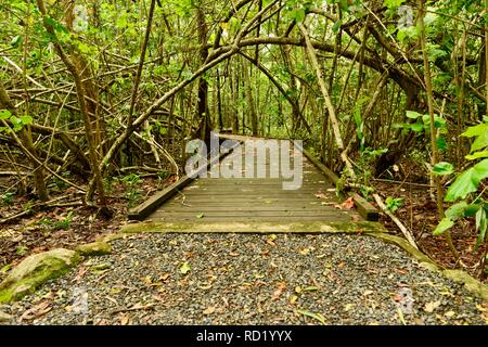 Die Vielfalt der Promenade am Cape Hillsborough National Park, Queensland, Australien Stockfoto