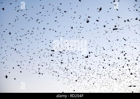 Starling Traum (Sturnus vulgaris) über den großen Pönitzer See in Schleswig - Holstein, Deutschland, Starenschwarm (Sturnus vulgaris) über dem großen Pönit Stockfoto